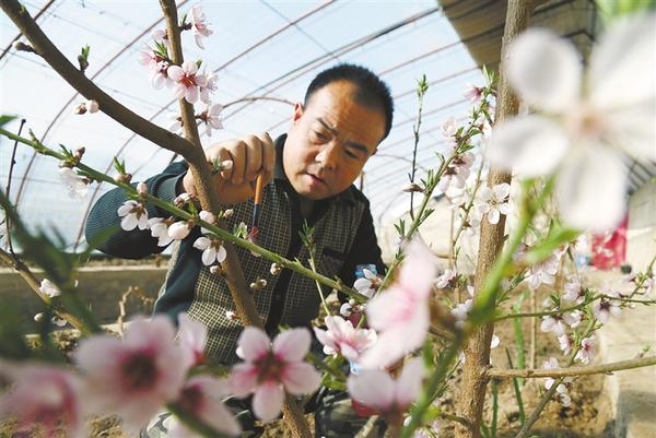 人勤春來早 再期豐收年