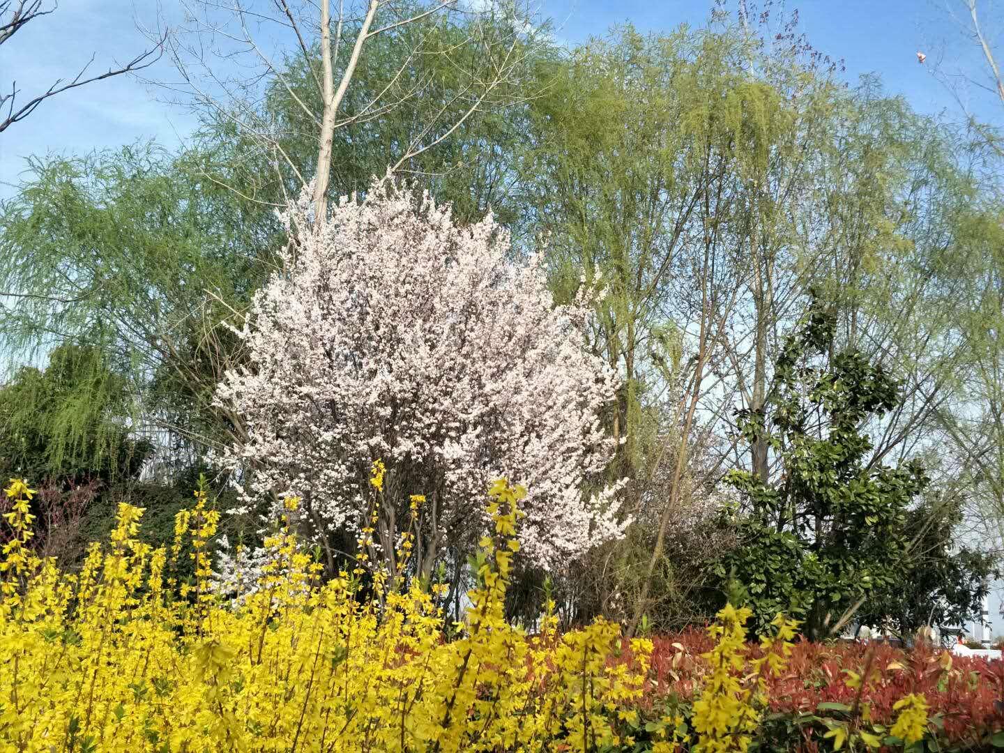 春天里，我們一起來(lái)看花