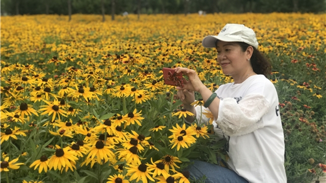 沙潁河南岸金菊盛開