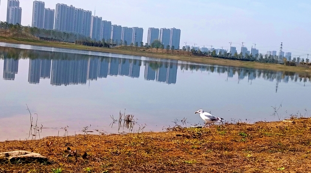 打造水生態(tài)城市，讓周口更宜居