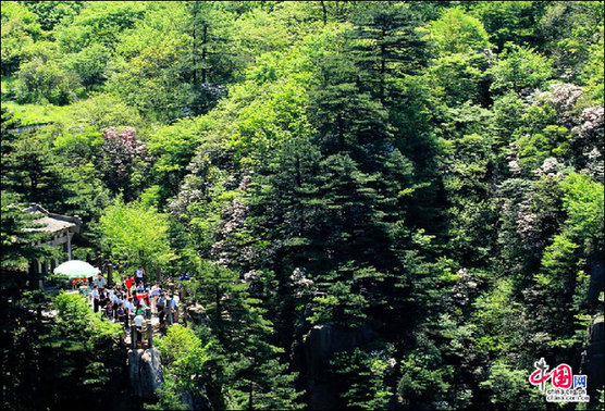 安徽黃山“高山玫瑰”盛開(kāi) 進(jìn)入最佳觀賞期