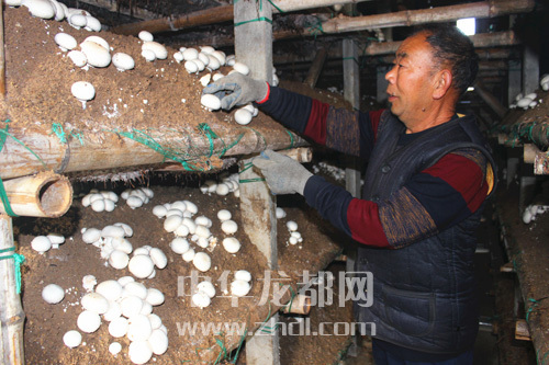 周口項城：食用菌種植基地內(nèi)，工人正在查看雙孢菇長勢